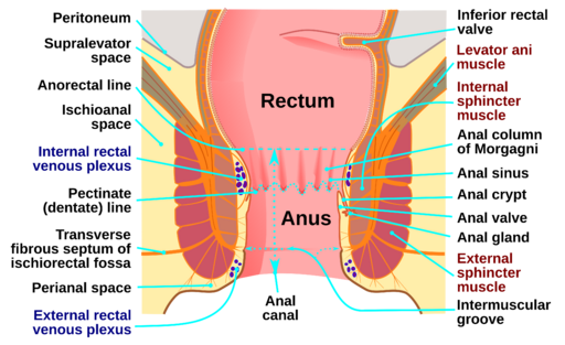 Fil:Human anus-en.svg