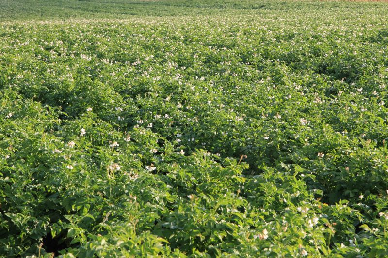 Fil:Potetåker blomstrer.JPG