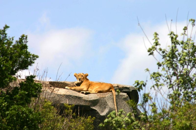 Fil:Lioness-in-the-Serengeti.JPG