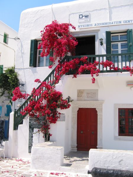 Fil:Mykonos Bougainvillée.JPG