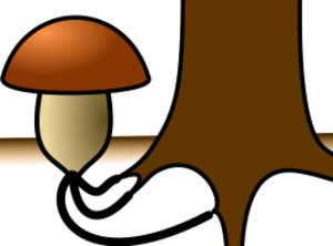 Mycorrhizal fungus.svg