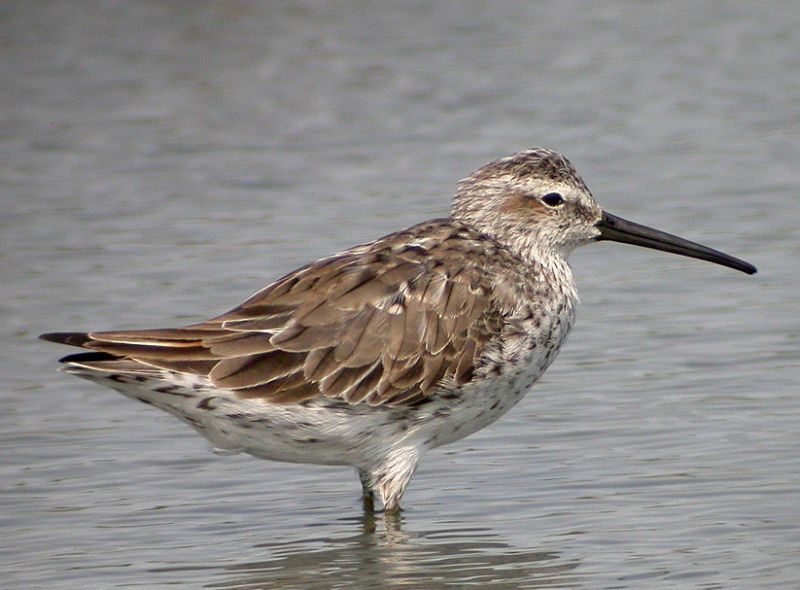 Fil:Calidris himantopus.jpg