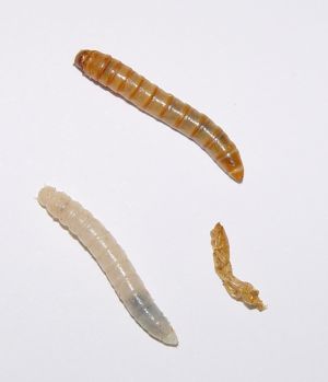 Tenebrio molitor larvae.jpg