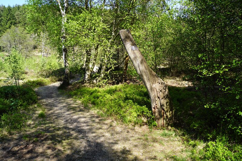Fil:Bjeldskovdal Tollundmandens findested.jpg