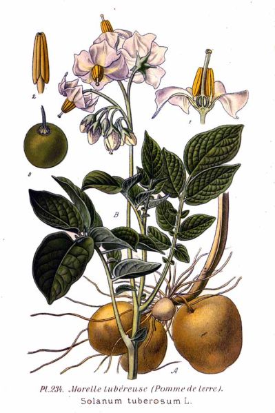 Fil:234 Solanum tuberosum L.jpg