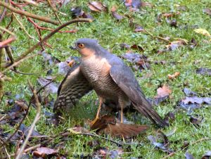 Sparrowhawk-Male.jpeg