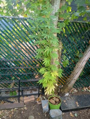 Male Cannabis Lemon Kush (Entire Plant).jpg
