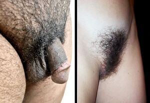 Male and female public hair.jpg