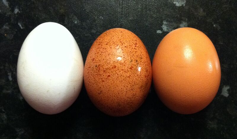 Fil:Egg colours.jpg